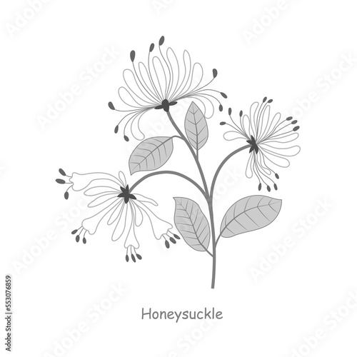 Hand drawn honeysuckle flowers with leaves and stem isolated on a white background. White background on separate layer.