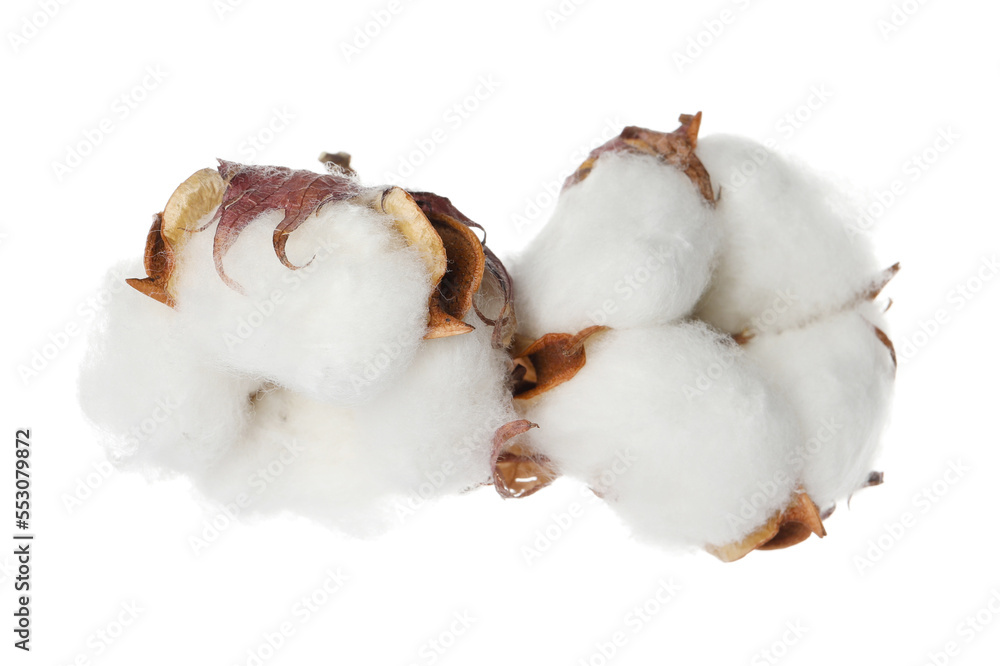 Beautiful fluffy cotton flowers on white background Beautiful fluffy cotton flowers on white background