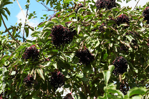 Fotografija Tasty elderberries (Sambucus) growing on bush outdoors