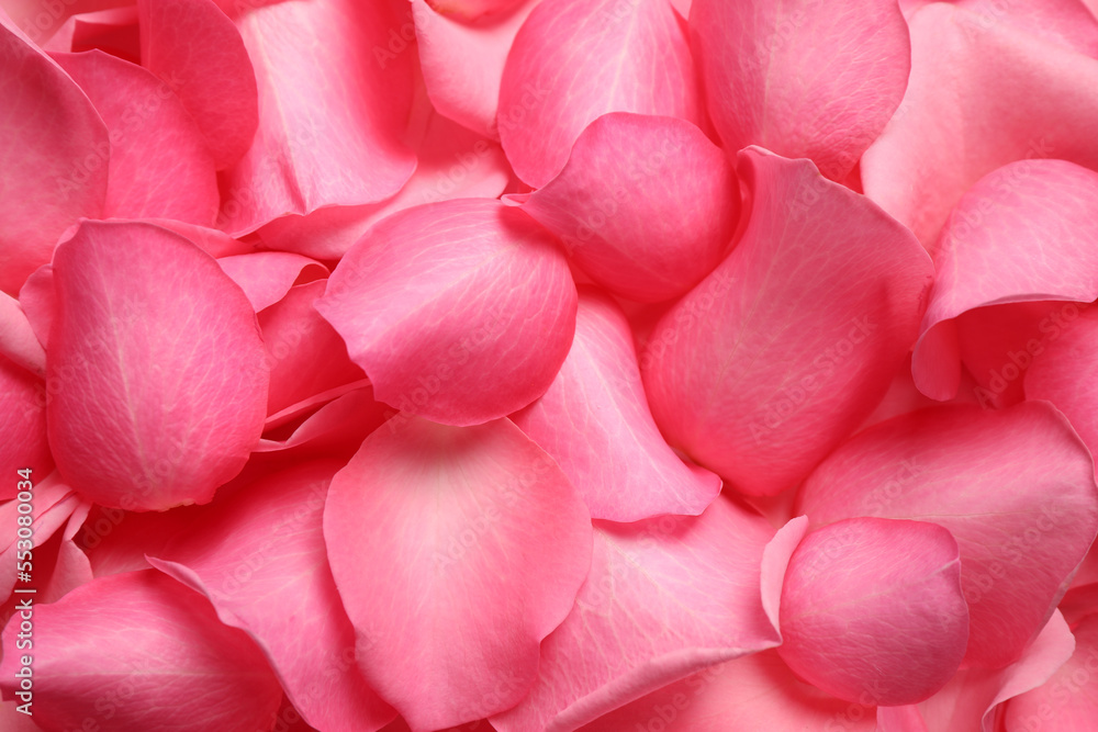 Fresh pink rose petals as background, closeup Fresh pink rose petals as background, closeup