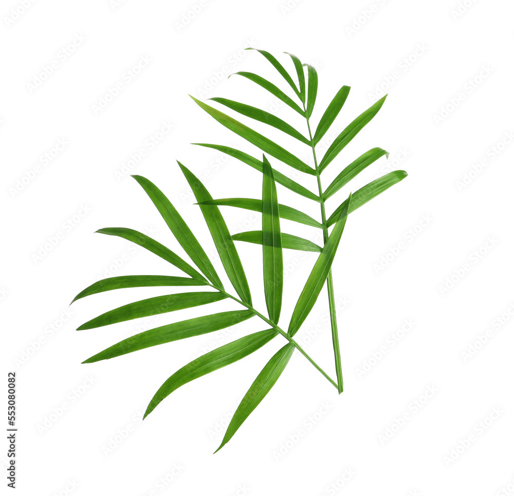 Beautiful green coconut leaves on white background