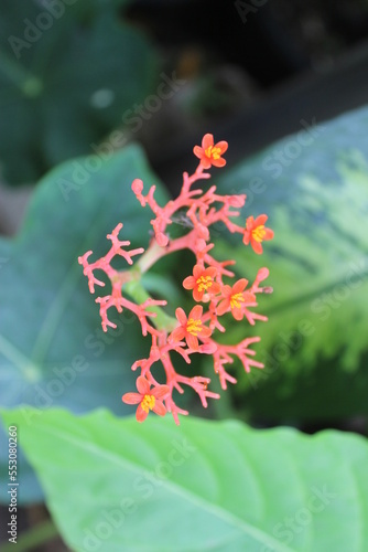 Buddha belly plant(Jatropha podragrica)