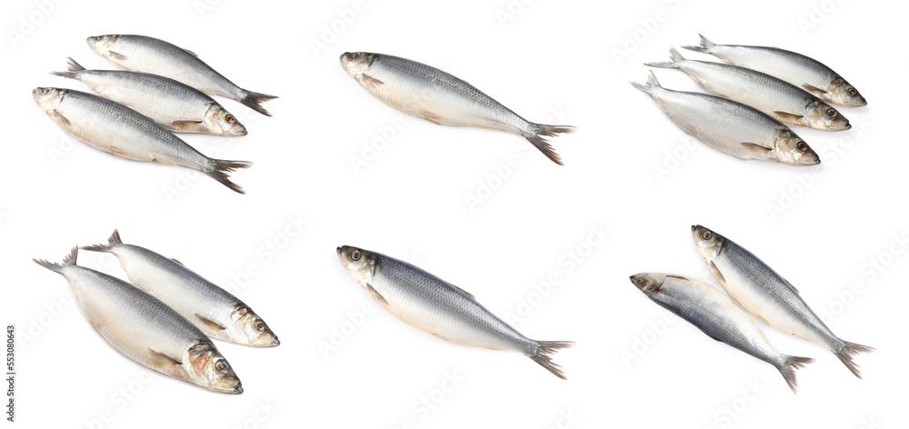 Set with tasty salted herrings on white background. Banner design Set with tasty salted herrings on white background. Banner design