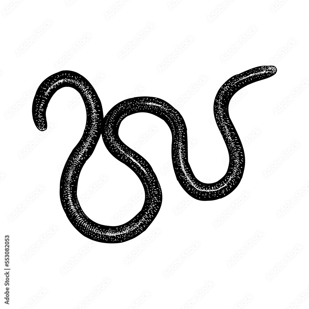 Fototapeta premium Western Blind Snake hand drawing vector illustration isolated on background.