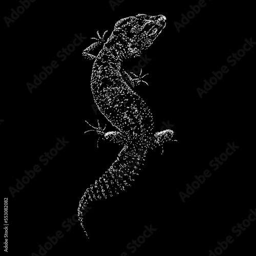 Leopard Gecko hand drawing vector isolated on black background.