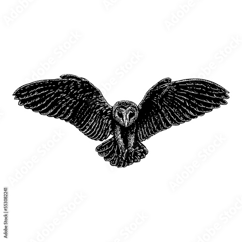 Barn Owl hand drawing vector illustration isolated on background.