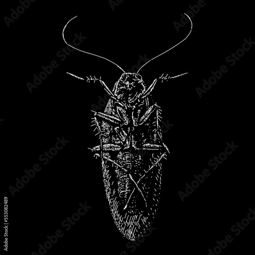Pennsylvania Wood Cockroach hand drawing vector isolated on black background.