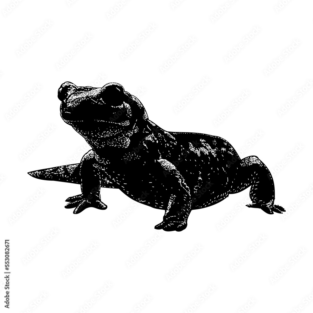 Fire salamander hand drawing vector illustration isolated on background ...