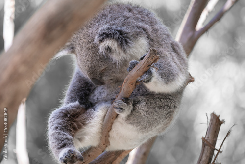 Canvas Print The Australian Koala (Phascularctos cinereous).