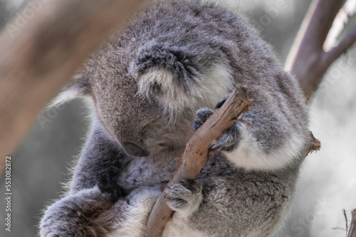 The Australian Koala  Phascularctos cinereous .