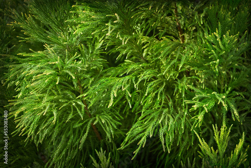 Closeup of cryptomeria  with its beautiful green leaves and peculiar shape