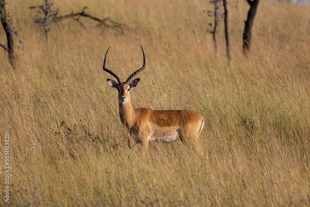 Impala Serengeti National Park Migration, Tanzania Impala Serengeti National Park Migration, Tanzania