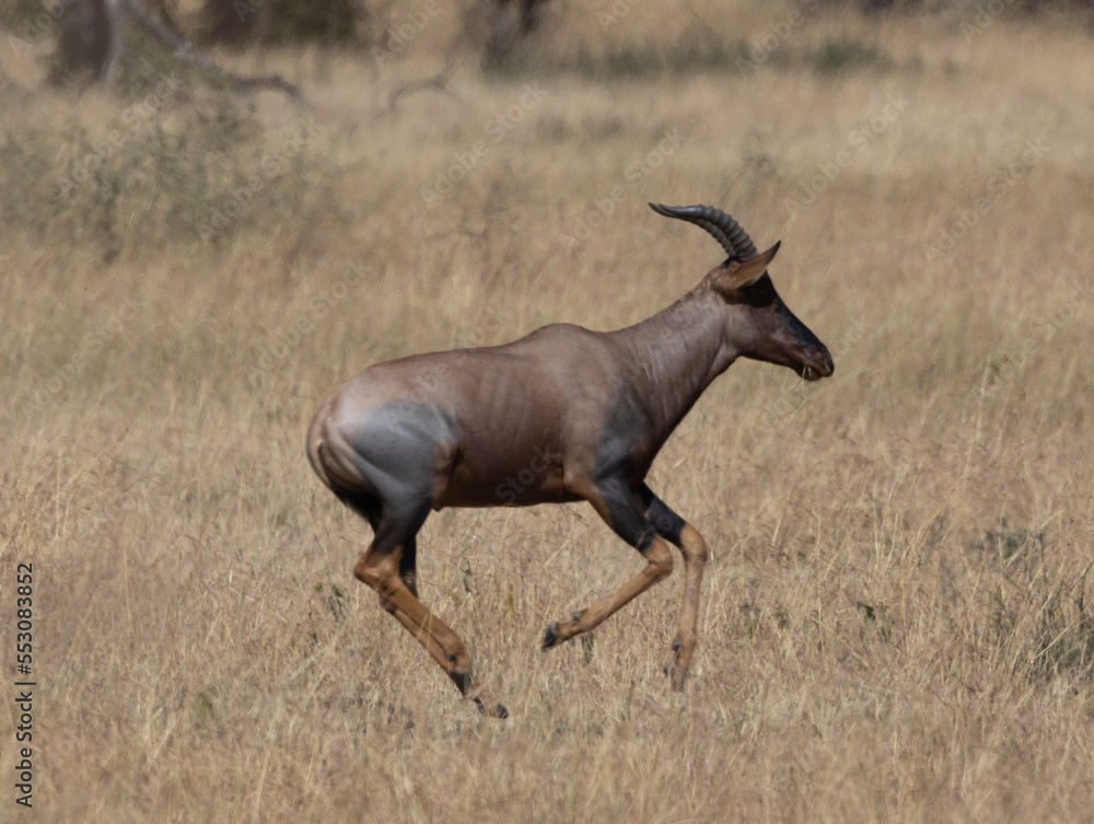 Serenegti National Park Migration, Tanzania Serenegti National Park Migration, Tanzania