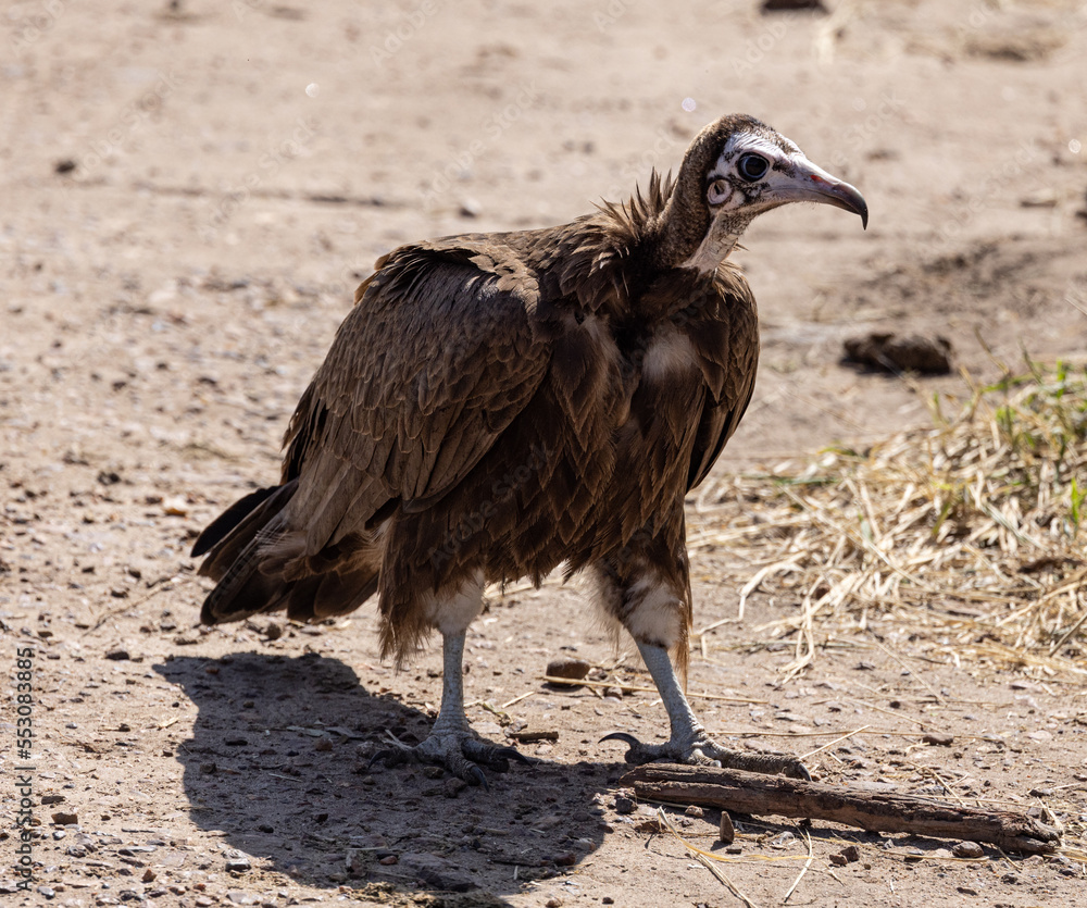 Fototapeta premium Vultures Serengeti National Park Migration, Tanzania