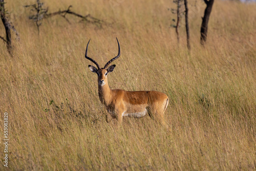 Impala Serengeti National Park Migration  Tanzania