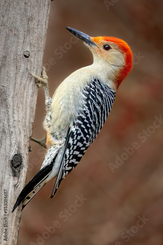 Red-Bellied Woodpecker, Melanerpes Carolinus, Red Head, Black and White Back, Ochre Chest