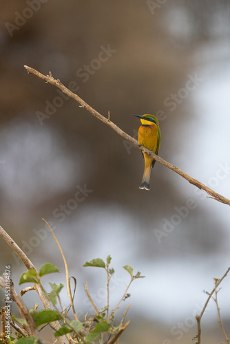 Tarangire National Park, Tanzania photo