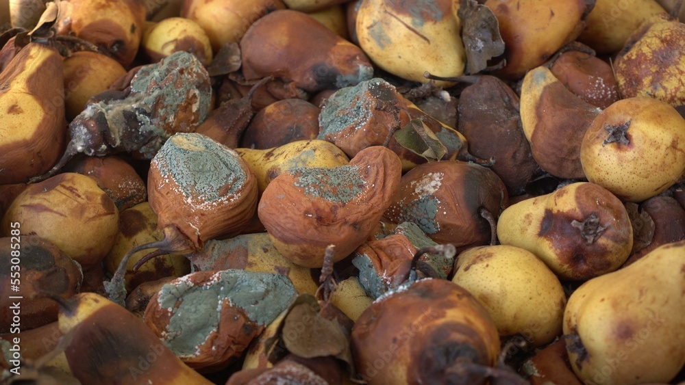 A pile of rotten, moldy pears. Mildew on Fruits. Food loss and waste. Damage to the fruit crop. Food loss at the agricultural production and harvest. A pile of rotten, moldy pears. Mildew on Fruits. Food loss and waste. Damage to the fruit crop. Food loss at the agricultural production and harvest.