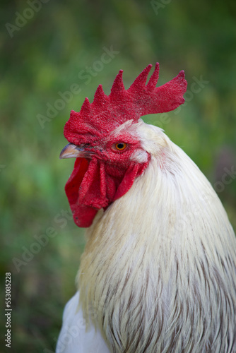 Portrait of a rooster on a background of green grass.