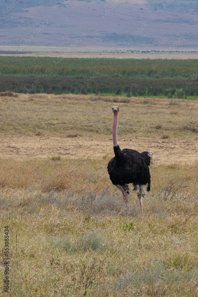 Naklejka premium Serenegti National Park Migration, Tanzania