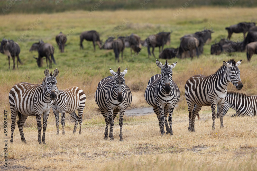 Obraz premium Serenegti National Park Migration, Tanzania