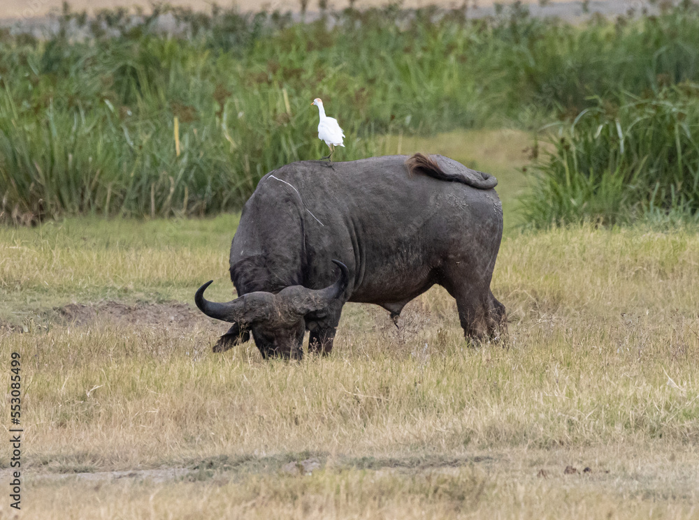 Obraz premium Serenegti National Park Migration, Tanzania