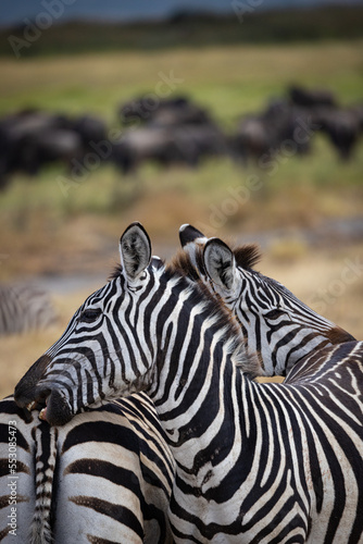 Canvas Print Bite my Ass