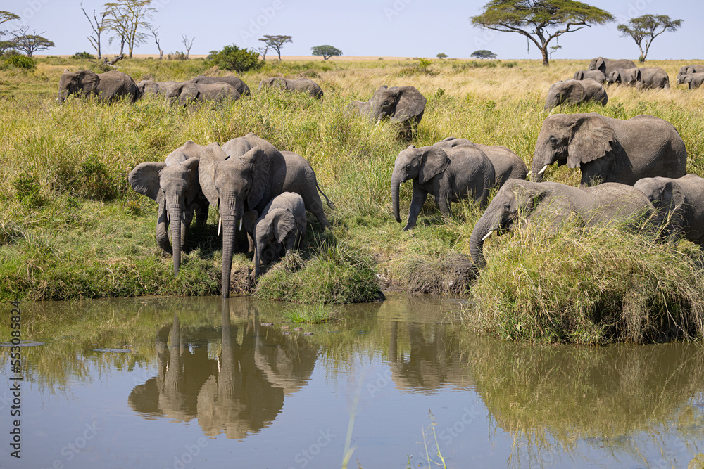 Fototapeta premium Serenegti National Park Migration, Tanzania