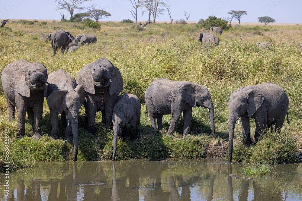 Obraz premium Serenegti National Park Migration, Tanzania