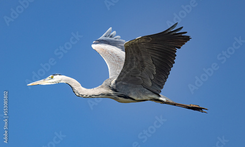 Photography Serenegti National Park Migration, Tanzania