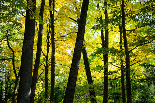 Green and yellow foliage in forest with tree silhouette