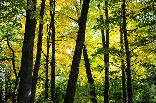 Green and yellow foliage in forest with tree silhouette photo