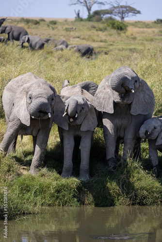 Serenegti National Park Migration, Tanzania photo