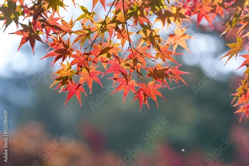 光を浴びて輝くカラフルなモミジの紅葉