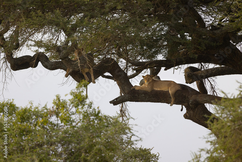 Serenegti National Park Migration, Tanzania photo