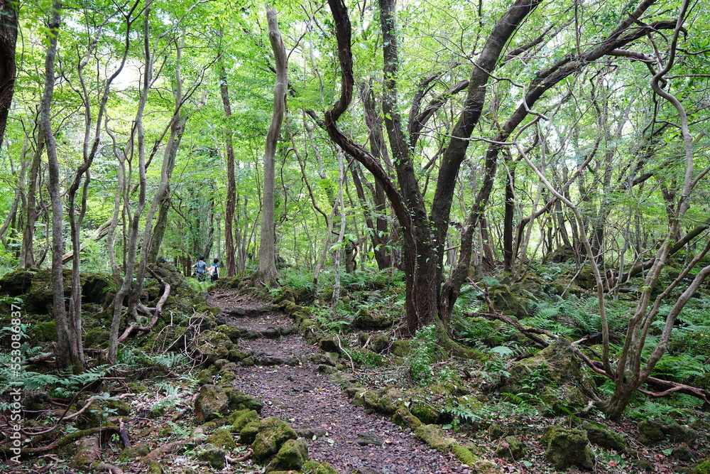 fine summer path through old trees and vines
fine summer path through old trees and vines