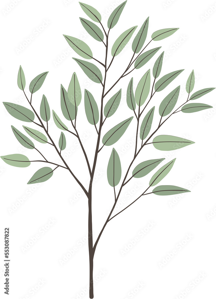 Fototapeta premium simplicity eucalyptus leaf freehand drawing.