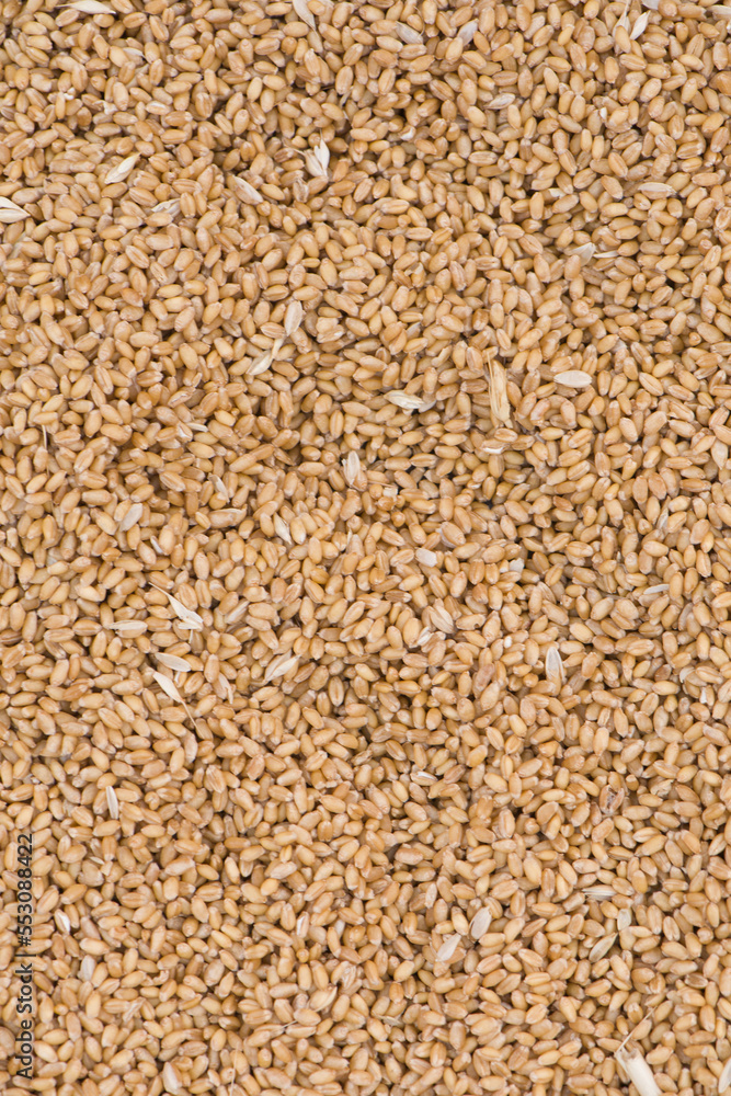 Texture of durum wheat seeds.Compact pile of seeds grain. Texture of durum wheat seeds.Compact pile of seeds grain.