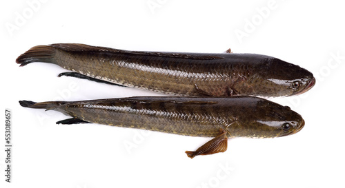Snakehead fish isolated on white background photo