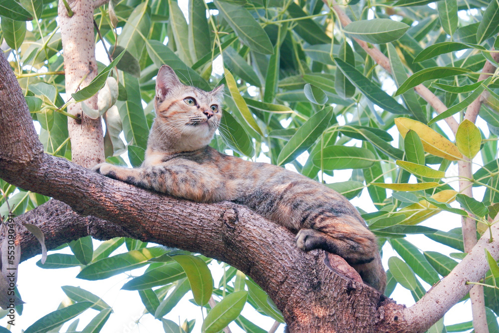 Fototapeta premium cat on tree