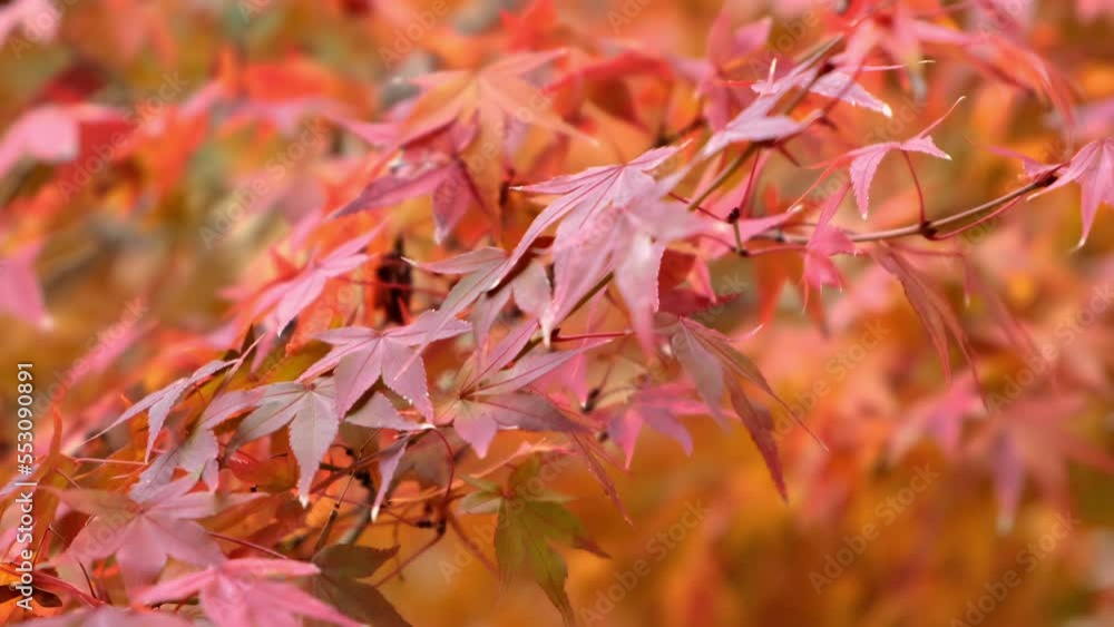 Close up of autumn colorful leaves blowing by the wind. Nature concept Close up of autumn colorful leaves blowing by the wind. Nature concept