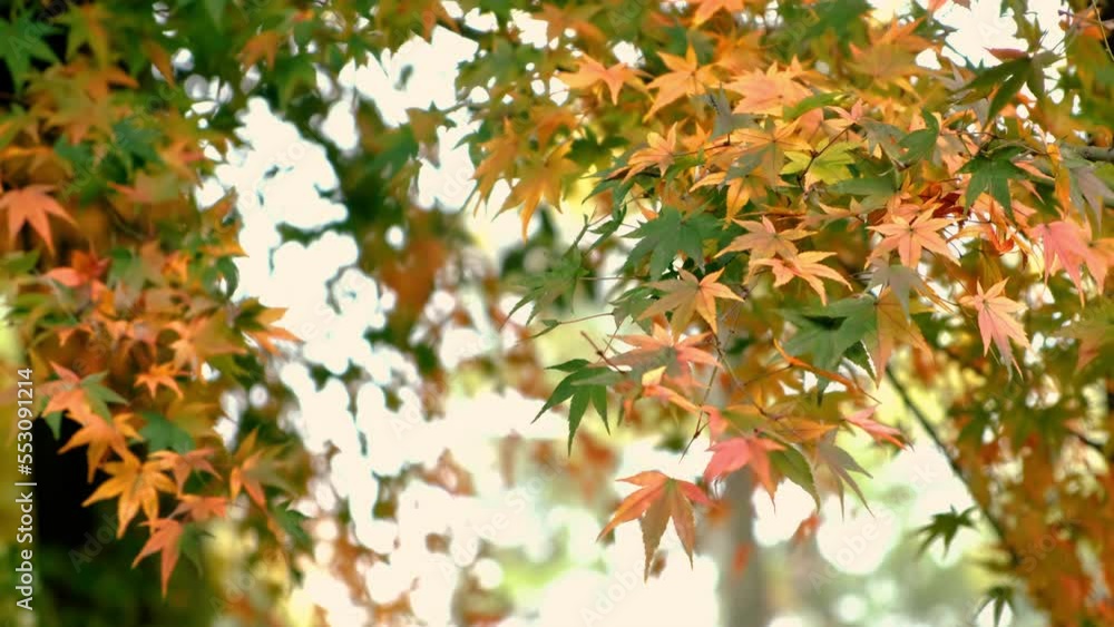 Close up of autumn colorful leaves blowing by the wind. Nature concept Close up of autumn colorful leaves blowing by the wind. Nature concept