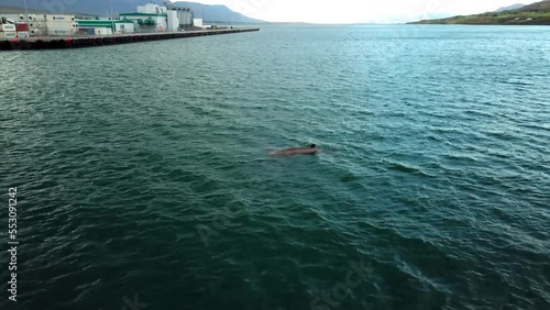 Aerial view of a bottlenose whale swimming in the ocean near the Icelandic coastline, next to some cargo ships photo