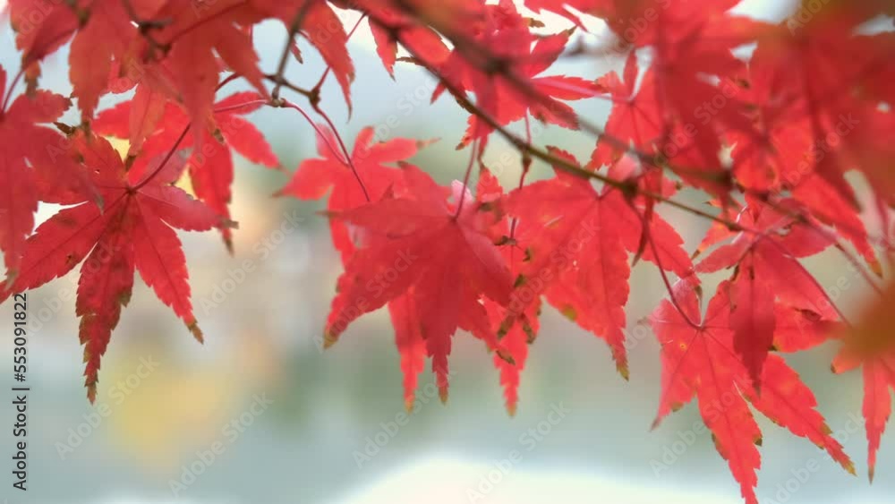 Close up of autumn colorful leaves blowing by the wind. Nature concept Close up of autumn colorful leaves blowing by the wind. Nature concept