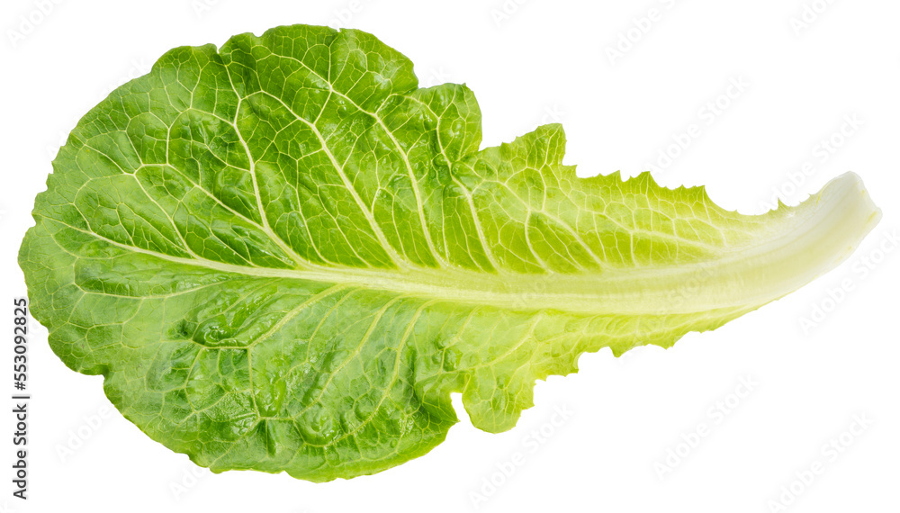 Baby Cos lettuce  on white background, Green Napa cabbage leaves on white PNG File. - obrazy, fototapety, plakaty 
