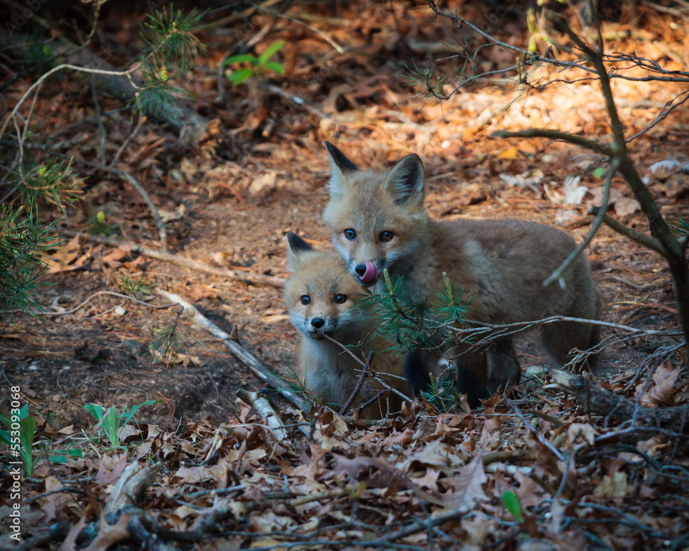 Obraz premium two cute adorable baby red fox, kits