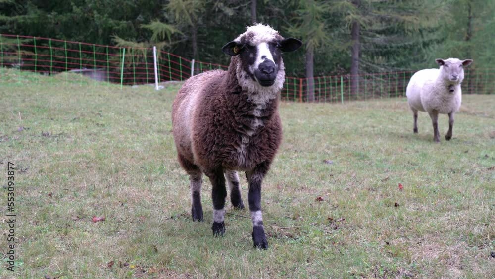 A brown and a white sheep are standing together on the meadow in the mountains. The sheep is looking at the camera. It is winter A brown and a white sheep are standing together on the meadow in the mountains. The sheep is looking at the camera. It is winter