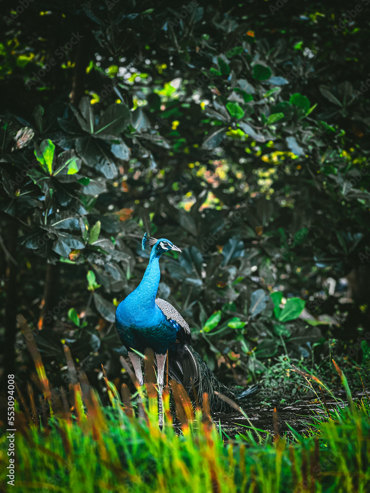 Obraz premium peacock in the park