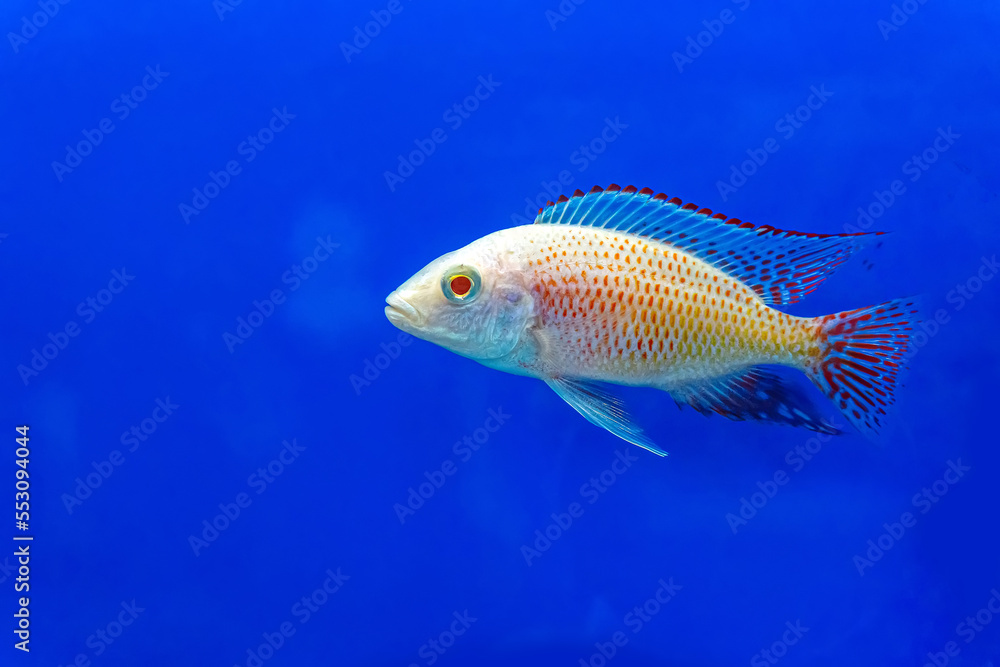 The cichlidae in the cabinet on blue background. The cichlidae in the cabinet on blue background.