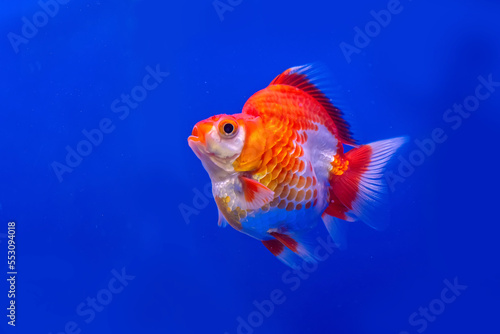 The goldfish in the cabinet on blue background. © dsom